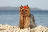 YORKSHIRE TERRIER 342